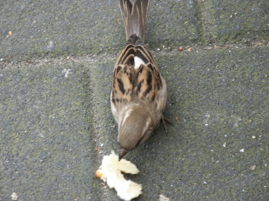 Sparrow