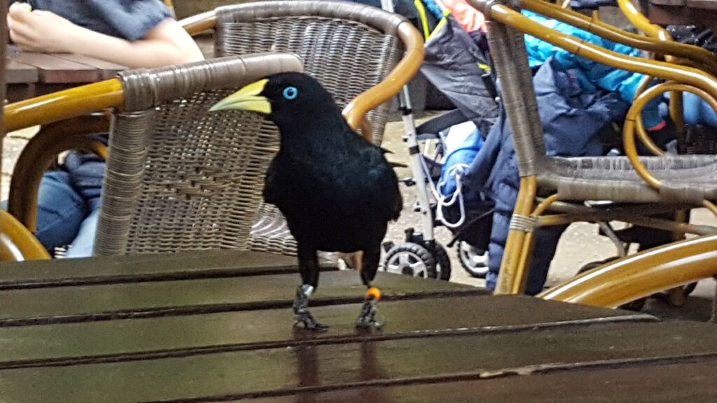 Black bird, wirh a difficult name