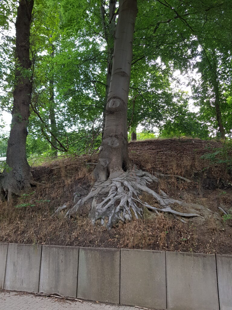 Open wortel structuur. Open root structure