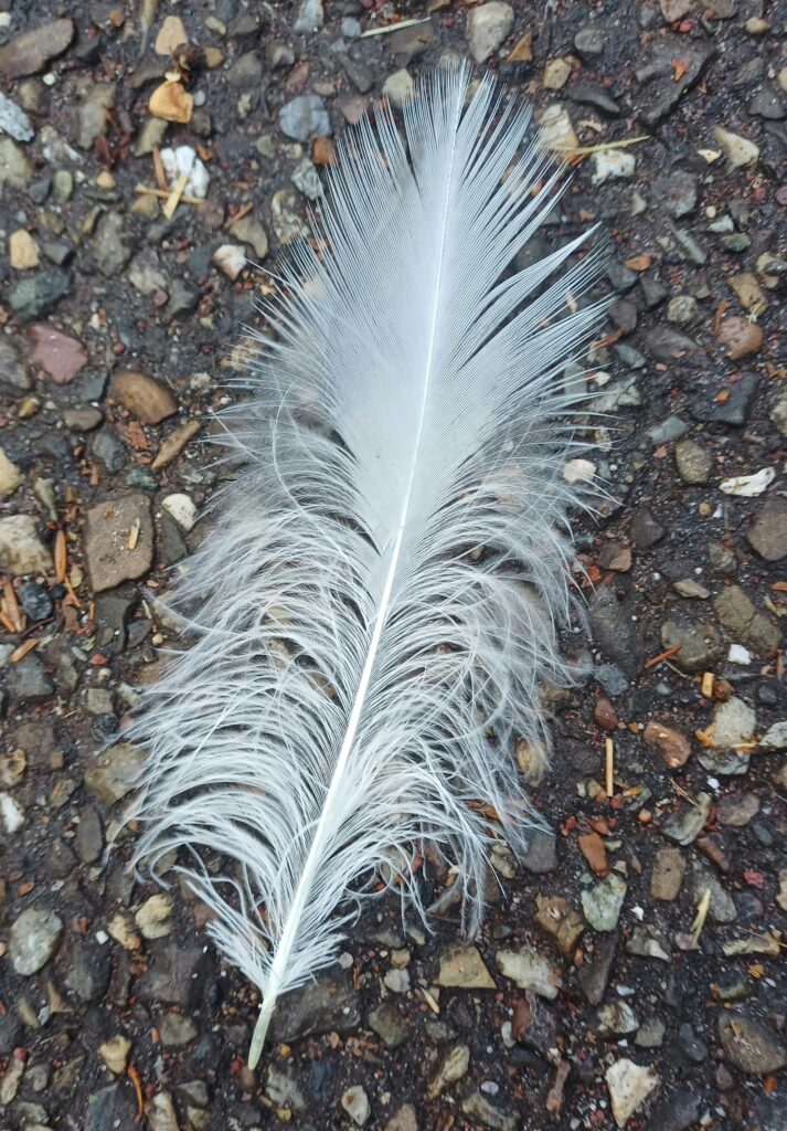 White feather