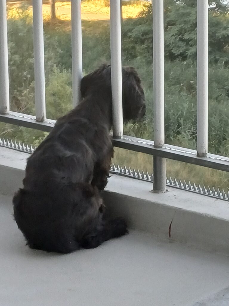 Looking ahead