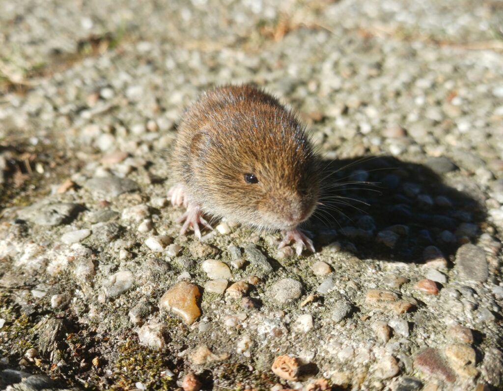 Little mouse