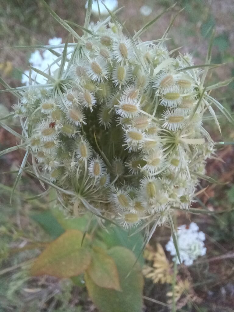 Maanbloem in knop