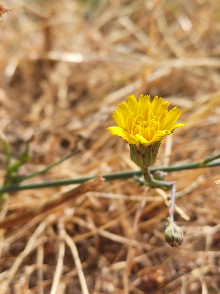 Pigweed