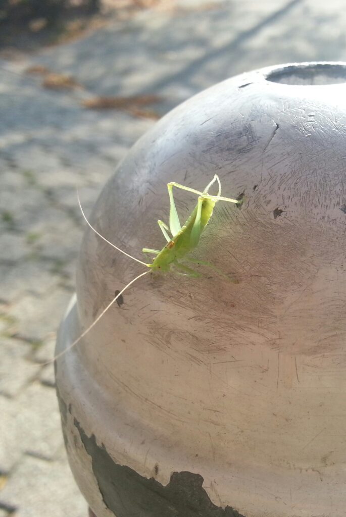 Natuur/Nature