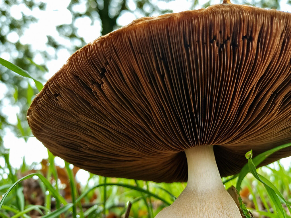 Brown gills on the undersite mushroom