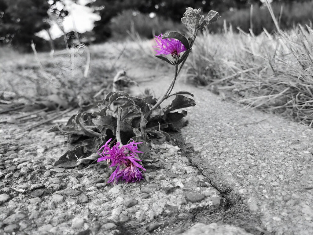 Paarse bloem in kleur op B/W straat. Purple flower on B/W street