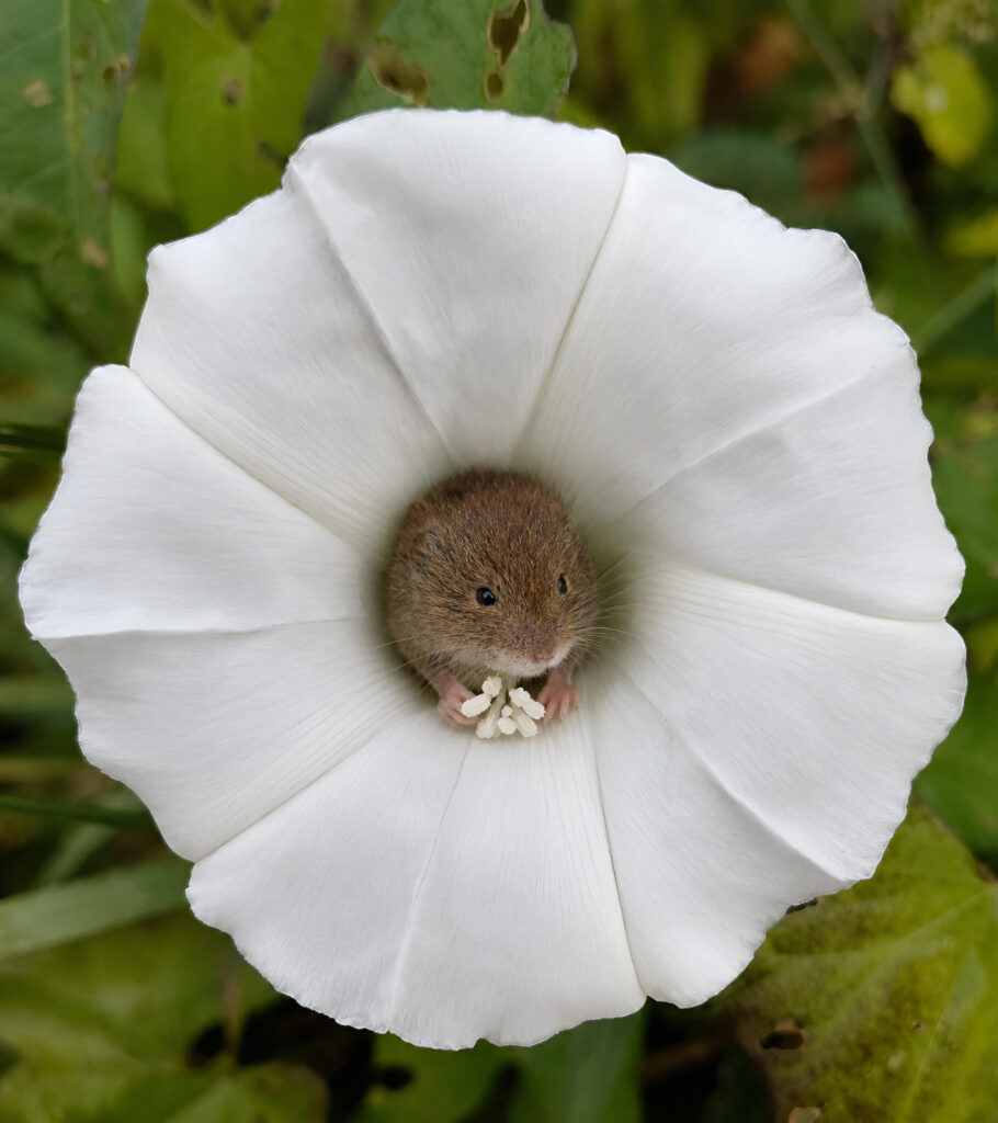 lower and mouse