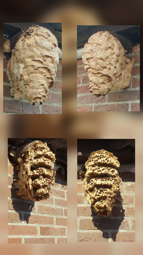 Hornet's nest new and decayed a year later