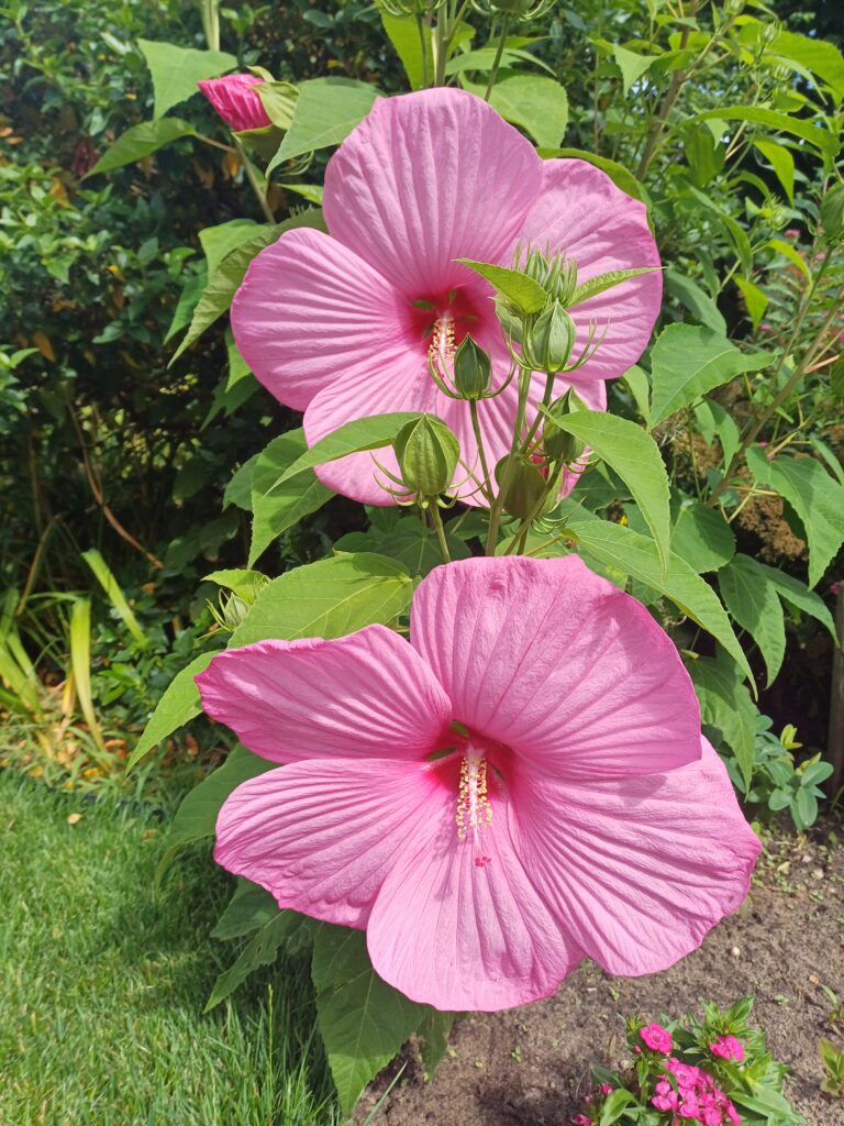 From our Childrens garden
